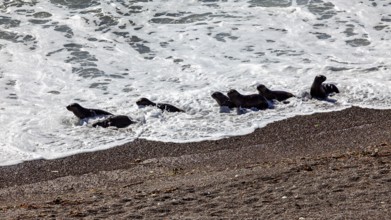 A group of sea lions play in the waves on the sandy beach and enjoy the dynamic, playful atmosphere