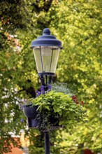 A street lamp with lush plants hanging down from it, surrounded by green trees in the background,