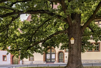 Large tree next to a historic half-timbered building, green leaves and cast shadows, old tree and