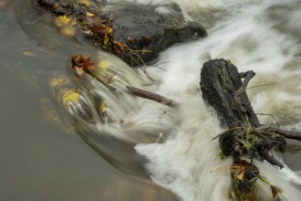 Borken-Hoxfeld, NRW, Germany, Rapid water cascades over stones, mixing with colorful fallen leaves.