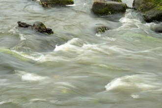 Borken-Hoxfeld, NRW, Germany, A river moves swiftly over stones, creating gentle ripples and