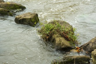 Borken-Hoxfeld, NRW, Germany, Calm river water flows around large rocks, highlighting lush green