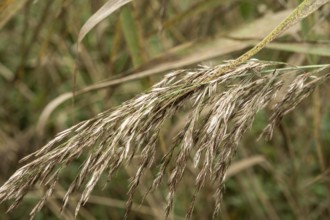 Borken-Hoxfeld, NRW, Germany, Tall grasses sway gently in the breeze under the bright sun. This