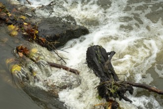 Borken-Hoxfeld, NRW, Germany, Clear water flows over dark rocks and scattered fallen leaves in a