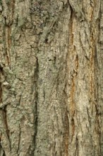 Borken-Hoxfeld, NRW, Germany, The close-up view highlights the intricate details of tree bark,