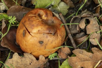 Borken-Hoxfeld, NRW, Germany, A brown mushroom lies on the ground among dry leaves and grass,