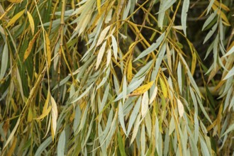 Borken-Hoxfeld, NRW, Germany, Willow tree leaves display shades of green and yellow as they sway