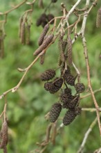 Borken-Hoxfeld, NRW, Germany, Brown catkins hang from a bare tree branch, surrounded by lush green