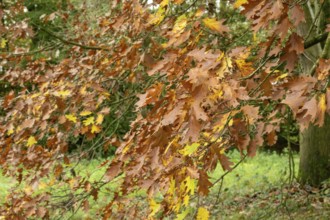 Borken-Hoxfeld, NRW, Germany, Golden and orange leaves hang from branches in a serene forest during