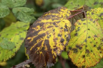 Borken-Hoxfeld, NRW, Germany, Bright yellow and brown leaves show signs of fall with unique