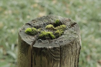 Borken-Hoxfeld, NRW, Germany, A rustic wooden stump stands in a lush outdoor area, adorned with