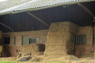 Borken-Hoxfeld, NRW, Germany, Stacks of hay bales are neatly arranged next to a barn. The scene