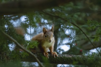 A European squirrel (Sciurus vulgaris) is closely watching the surrounding area, Erfurt, Thuringia,