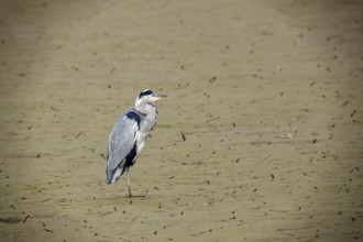A gray heron (Ardea cinerea) resting in a dry place, Erfurt, Thuringia, Germany