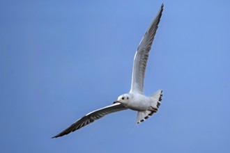 Black-headed gull (Chroicocephalus ridibundus) flying high above the blue sky, Erfurt, Thuringia,