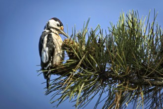 Great spotted woodpecker (Dendrocopos major) sitting on a branch in the trees, Erfurt, Thuringia,