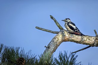 Great spotted woodpecker (Dendrocopos major) enjoying the sun in the forest, Erfurt, Thuringia,