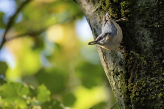 A nuthatch (Sitta europaea) sits on a tree trunk looking for food, Erfurt, Thuringia, Germany