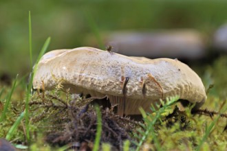 A large mushroom grows in green grass, Erfurt, Thuringia, Germany