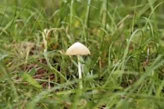 Small mushroom growing in grass during daylight, Erfurt, Thuringia, Germany