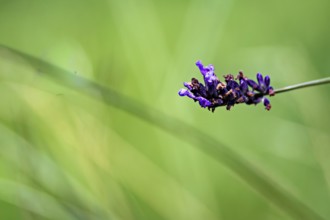 Erfurt, Thuringia, Germany