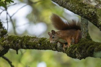 A European squirrel (Sciurus vulgaris) exploring a branch in the countryside, Erfurt, Thuringia,