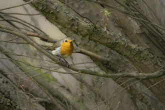 A robin (Erithacus rubecula) discovers the surrounding area in the garden, Erfurt, Thuringia,