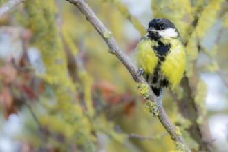 A great tit (Parus major) sits on a branch, Erfurt, Thuringia, Germany