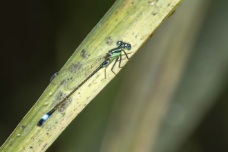 A dragonfly (Ischnura elegans) resting on a leaf in the wild, Erfurt, Thuringia, Germany