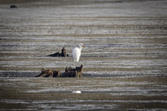 A great egret (Ardea alba) moves along the shore, Erfurt, Thuringia, Germany
