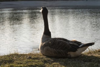A Canada goose (Branta canadensis) sits on the shore of the lake and is resting, Erfurt, Thuringia,