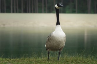 Canada goose (Branta canadensis) stands on the banks of a still body of water, Erfurt, Thuringia,