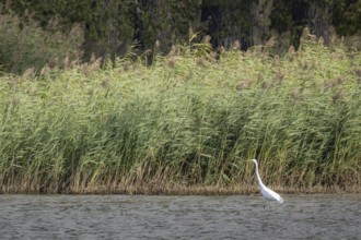 Great egret (Ardea alba) searching for food in a pond, Erfurt, Thuringia, Germany