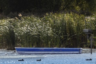 A boat is lying still in the water next to reeds, Erfurt, Thuringia, Germany