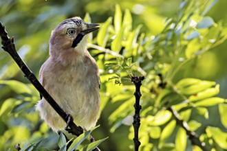 A jay (Garrulus glandarius) on a branch between leaves, Erfurt, Thuringia, Germany