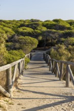 A morning view over a dense Mediterranean pine forest. Sunrise on the Beach of the Pinar De La