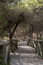A wooden walkway snakes through a Mediterranean pine forest. The morning light glitters on the