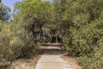 A wooden walkway snakes through a Mediterranean pine forest. The morning light glitters on the
