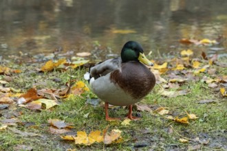 Borken, nrw, germany, mallard duck standing by pond with autumn leaves