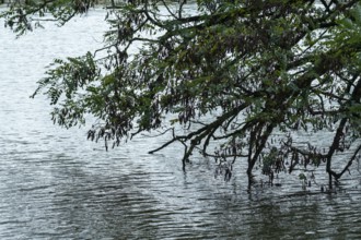 Tree branches with dark seed pods dipping into rippling water, indicating high water levels,