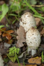 Borken, nrw, germany, shaggy mane mushrooms growing in autumn forest floor, Borken, nrw, germany