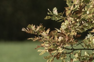 Oak leaves turning green and brown on a branch during the fall season, Borken, nrw, germany