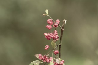 Spindle tree berries showing their pink fruits and orange seeds against a soft background, Borken,