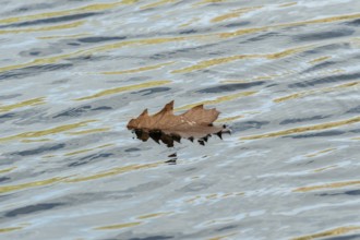 Borken, nrw, germany, brown oak leaf floating on rippling water surface, Borken, nrw, germany