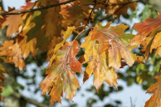 Oak leaves showing vibrant orange, red, and yellow autumn foliage on a tree branch, Borken, nrw,