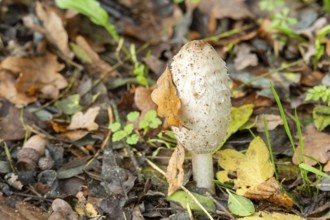 Shaggy mane mushroom stands on the forest floor surrounded by brown and yellow autumn leaves,