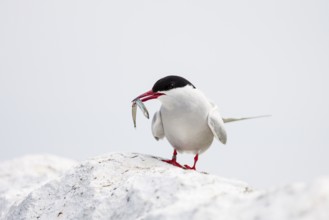 Arctic tern (Sterna paradisaea) with sandeel, Farne Islands, UK