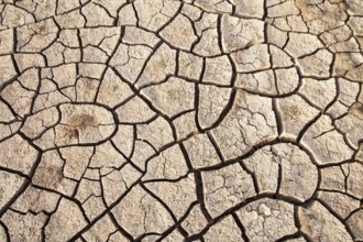 Wide view of arid soil with prominent cracks indicating a lack of moisture, Djoudj, Senegal