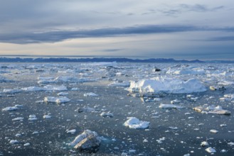 Iceberg fragments scattered across a vast, cold sea under an overcast sky, Ilulissat Icefjord,