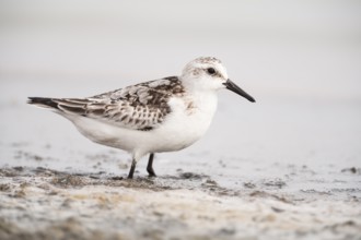 Sanderling (Calidris alba) in winter plumage, Mar Menor, Murcia, Spain